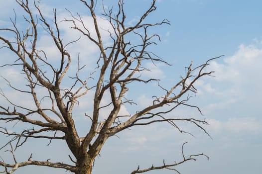 Tree against the sky. branch tree on the sky background. copy space
