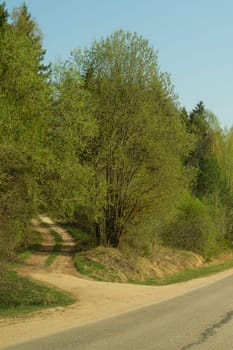 Forest road. way through the forest. country roadway