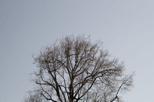 Tree against the sky. branch tree on the sky background. copy space