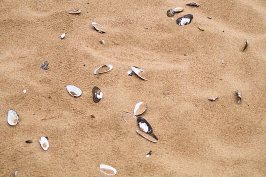 Sea shells on sand. summer beach background. top view