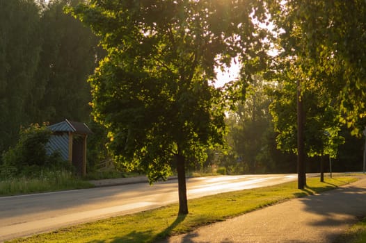 Forest road. way through the forest. country roadway with bus stop