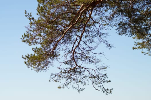 Tree against the sky. branch tree on the sky background. copy space