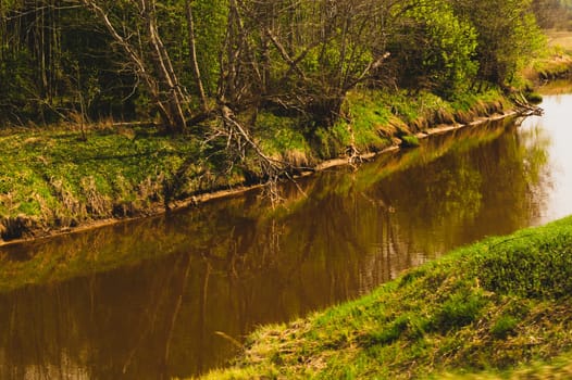 Green forest with small river landscape perspective view