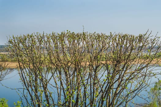 Hedge with branches and buds on the lake background. plants with burgeons. blossom nature backdrop