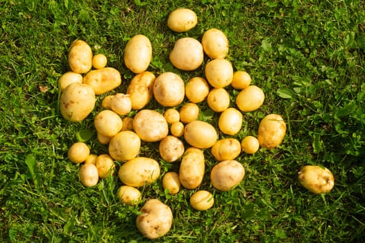 Fresh young potato lies on the grass. raw vegetables. healthy eating. vegetarian food. vegetables from the garden