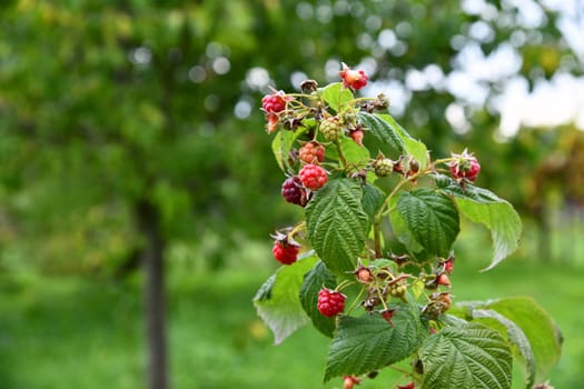 red raspbeery