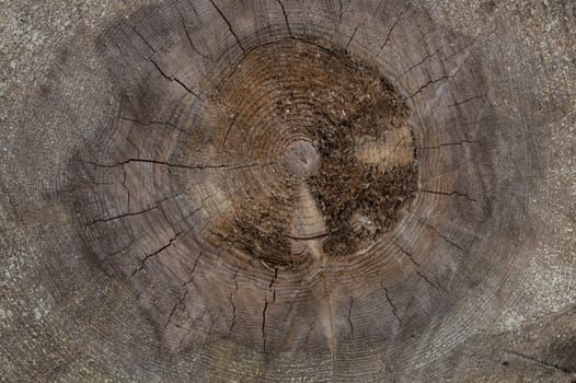 Natural old wood texture. wooden background. tree stump
