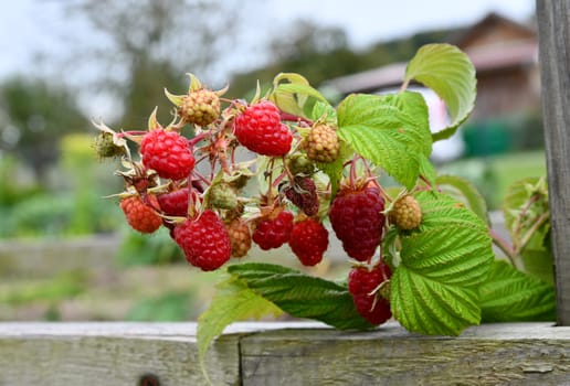 red raspbeery