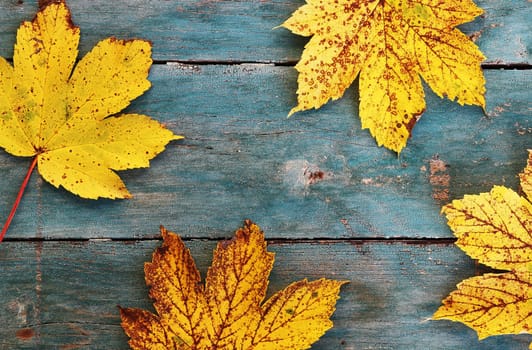 Four colorful autumn leaves on a blue weathered wooden background