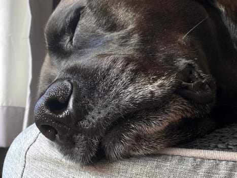 A black Labrador sleeping
