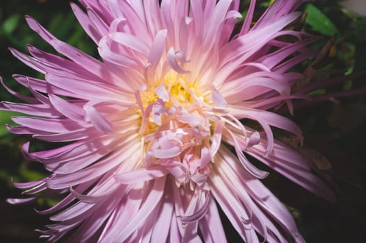 Chrysanthemum flower close up. Pink petals