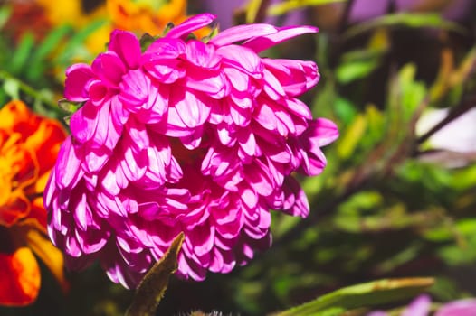 Chrysanthemum flower close up. Pink petals