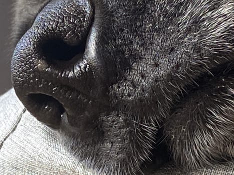 A black Labrador sleeping