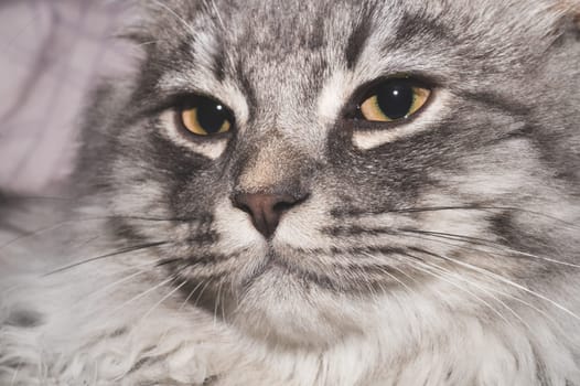 Grey cat portrait close up. domestic pet resting