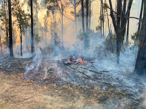 The ground burning after a hazard reduction burn