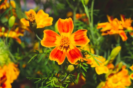 Orange flowers in the garden close up. floral nature background