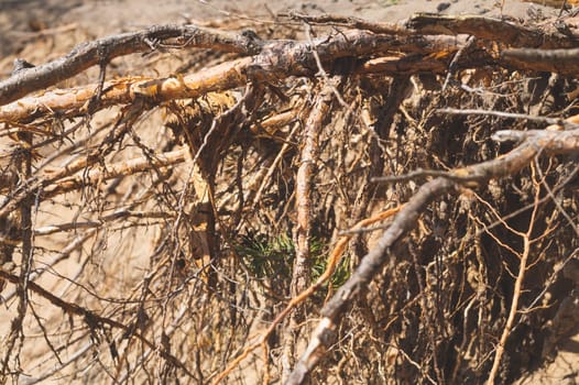 Dry tree roots stick out from the sand. abstract background