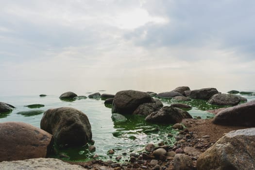 Boulders in green water with blooming algae in the sea