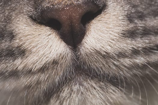 Grey cat nose close up. domestic pet face