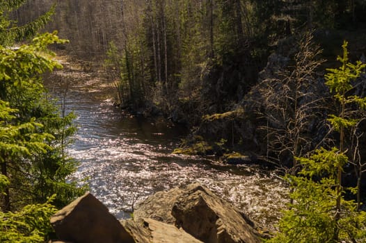 Rocky river in the forest. flowing water. forest landscape