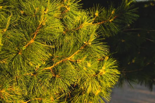 Branch of spruce close up. pine tree background. evergreen forest