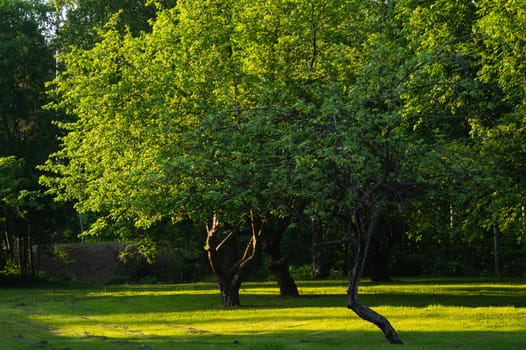Green tree in the park with morning sunlight nature background