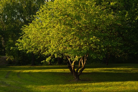 Green tree in the park with morning sunlight nature background