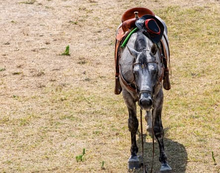 The Saddled horse on the lawn with a cowboy hat waiting for tourists
