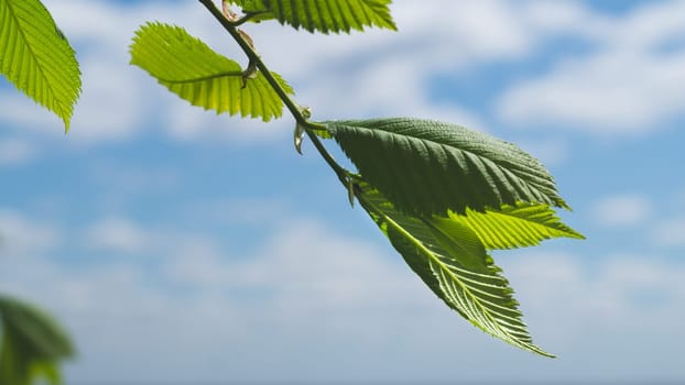 Green leaves on a tree branch against the sky close up