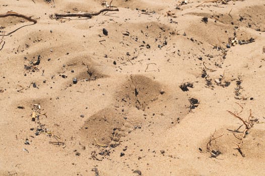 Beach sand with twigs. dry branches on the ground.summer day