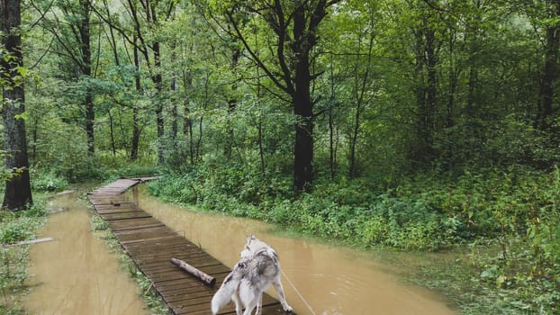 Husky on a walk. dog standing on the wooden pathway in the flooded park