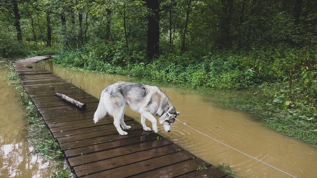 Husky on a walk. dog standing on the wooden pathway in the flooded park