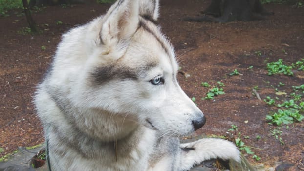 Husky with blue eye close up. dog portrait. pet on a walk
