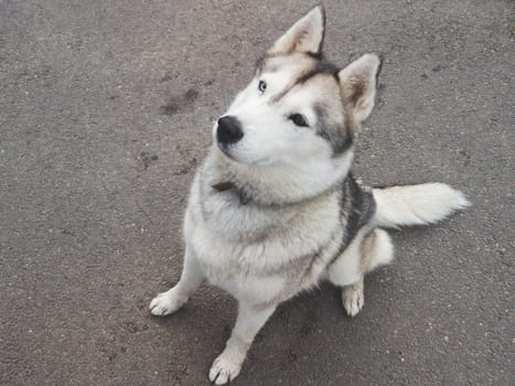 Husky with heterochromia. pet is sitting. dog on a walk