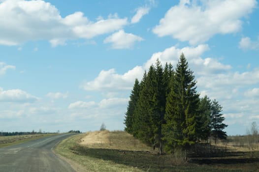 Forest road. way through the forest. country roadway