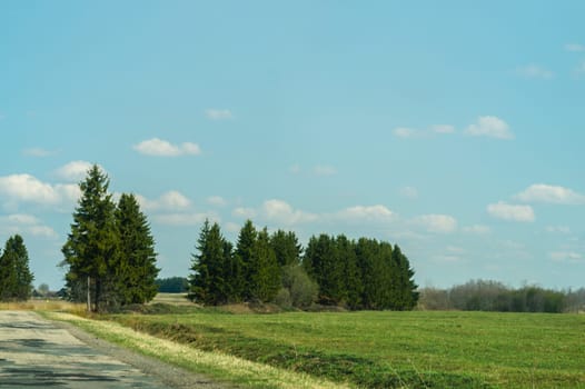 Forest road. way through the forest. country roadway