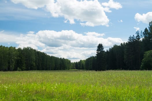 Green field and forest nature background. meadow in the wood