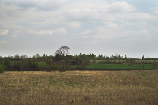 Green field and forest nature background. meadow near the wood