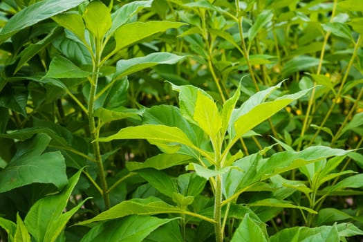 Topinambour (Helianthus tuberosus) in herb garden. Jerusalem artichoke plant.