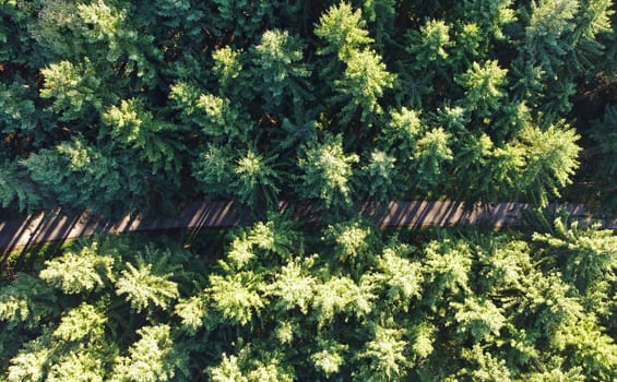 Aerial drone shot of forest with road in light and shadow