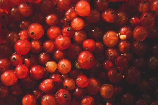 Red currant berries close up. fresh ripe redcurrant macro background