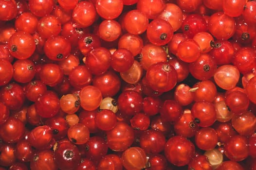 Red currant berries close up. fresh ripe redcurrant macro background