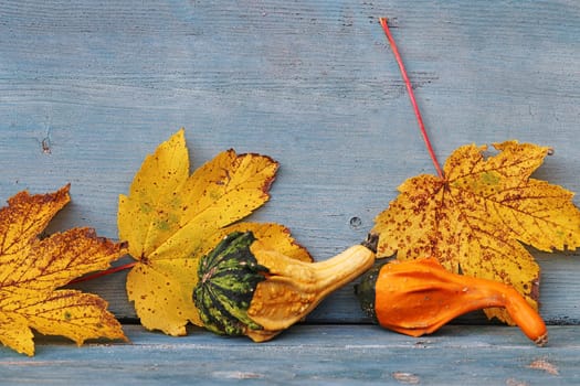 Colorful pumpkins autumn leaves on a blue weathered wooden background