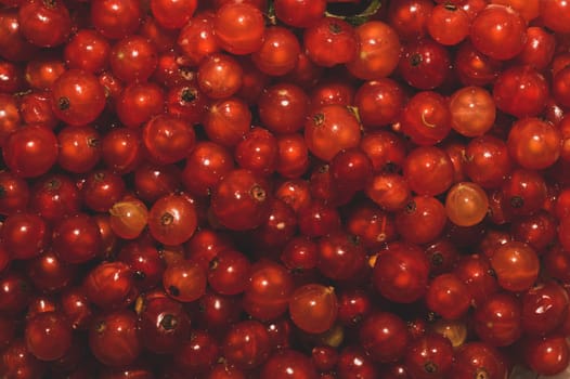 Red currant berries close up. fresh ripe redcurrant macro background