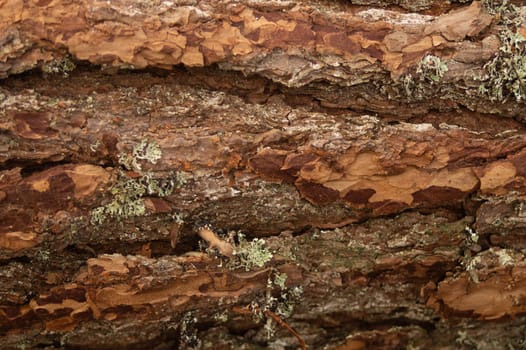 Tree bark close up. wood texture. wooden background