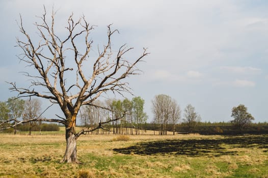 Lonely dry tree on the field. old tree standing alone in the meadow