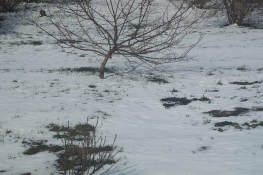 Winter scene with snow covered ground with plants in the courtyard. snowy soil