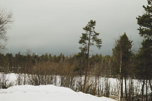Winter forest. snow landscape with trees and plants