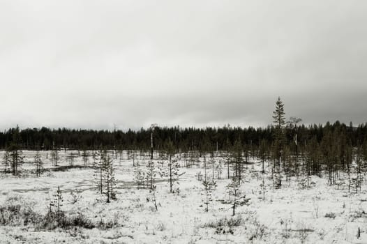 Winter forest. snow landscape with trees and plants