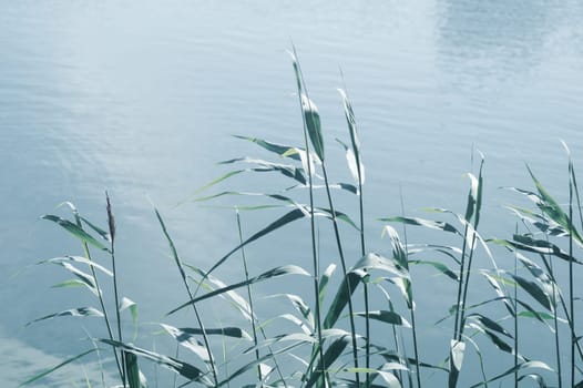 Water plants at the side of a lake